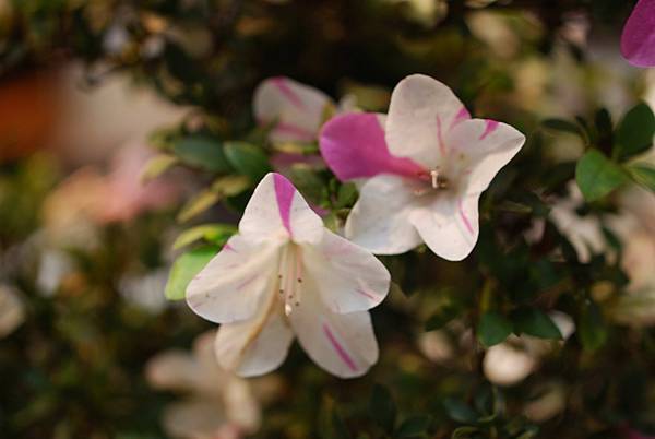 DSC_8476.jpg DSC_8476.jpg