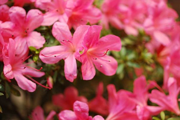 DSC_8479.jpg DSC_8479.jpg