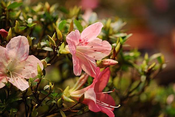 DSC_8478.jpg DSC_8478.jpg