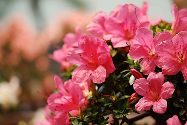 DSC_8481.jpg DSC_8481.jpg