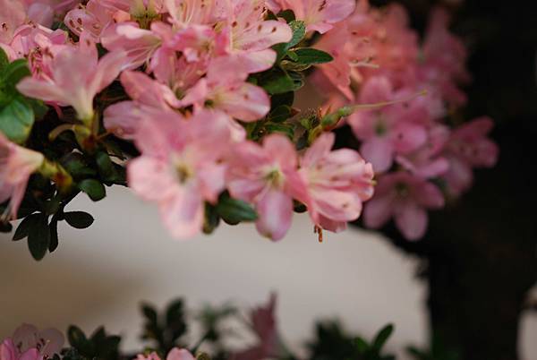 DSC_8482.jpg DSC_8482.jpg