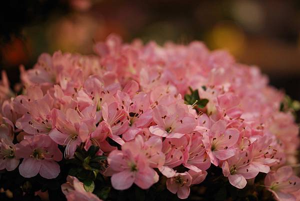 DSC_8483.jpg DSC_8483.jpg