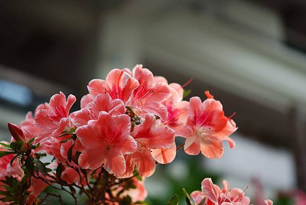 DSC_8484.jpg DSC_8484.jpg