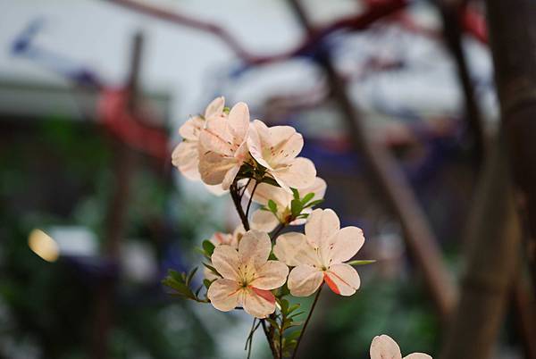 DSC_8487.jpg DSC_8487.jpg