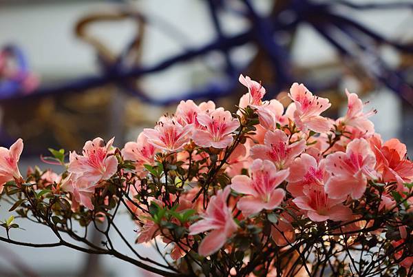 DSC_8485.jpg DSC_8485.jpg