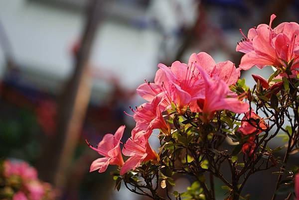 DSC_8486.jpg DSC_8486.jpg