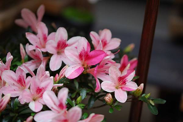 DSC_8490.jpg DSC_8490.jpg