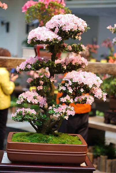 DSC_8491.jpg DSC_8491.jpg