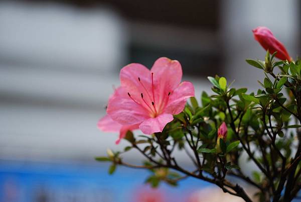 DSC_8494.jpg DSC_8494.jpg