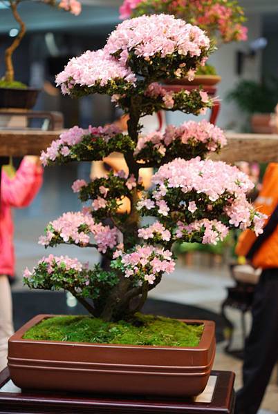 DSC_8492.jpg DSC_8492.jpg