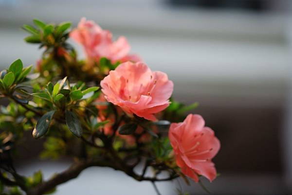 DSC_8496.jpg DSC_8496.jpg