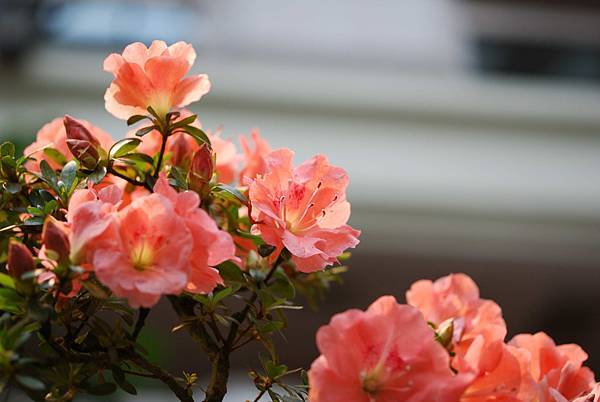 DSC_8495.jpg DSC_8495.jpg