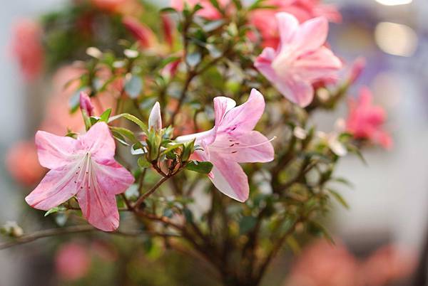 DSC_8497.jpg DSC_8497.jpg