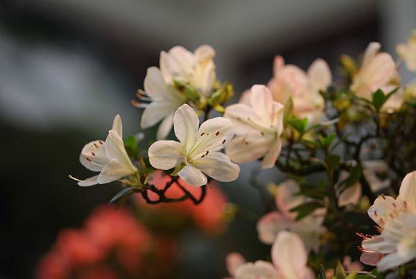 DSC_8498.jpg DSC_8498.jpg