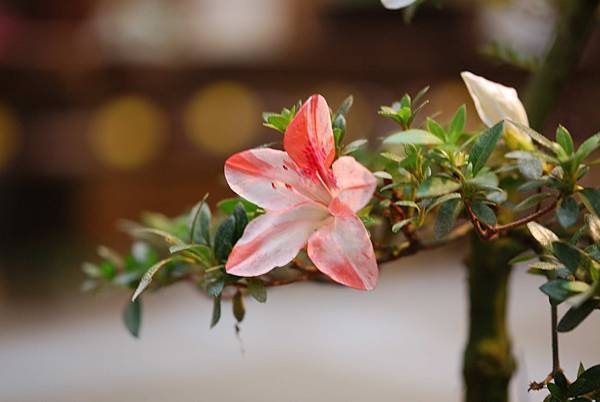 DSC_8500.jpg DSC_8500.jpg