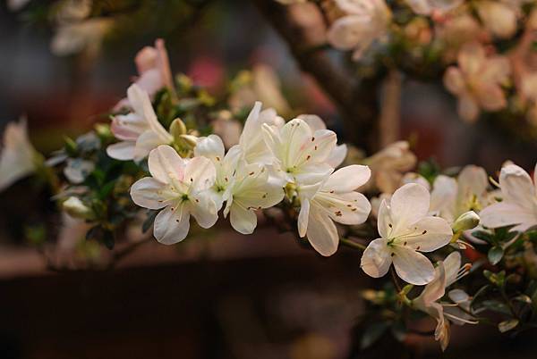 DSC_8499.jpg DSC_8499.jpg