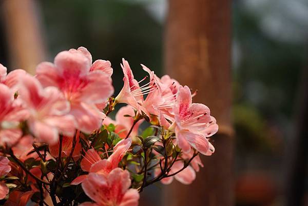 DSC_8502.jpg DSC_8502.jpg