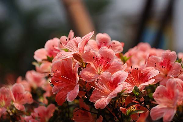 DSC_8501.jpg DSC_8501.jpg