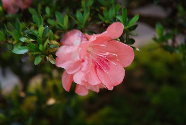 DSC_8505.jpg DSC_8505.jpg