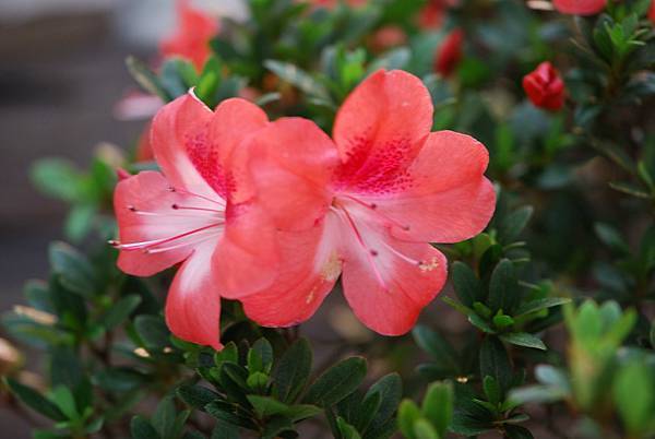 DSC_8504.jpg DSC_8504.jpg