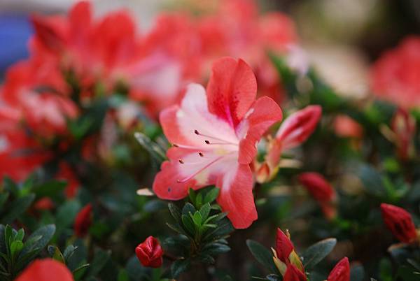 DSC_8503.jpg DSC_8503.jpg