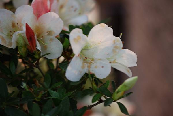 DSC_8508.jpg DSC_8508.jpg