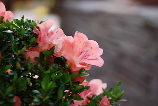 DSC_8506.jpg DSC_8506.jpg