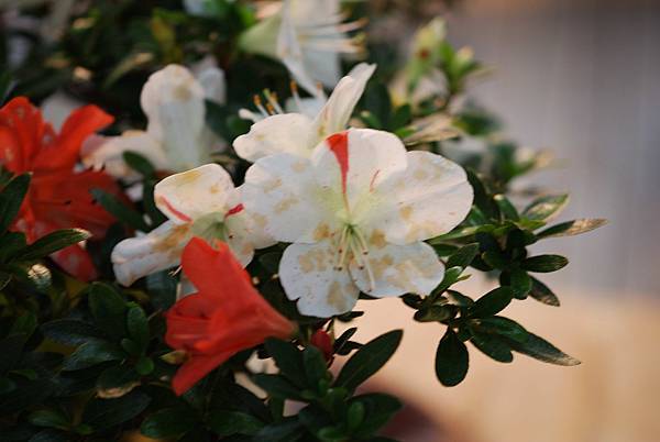 DSC_8509.jpg DSC_8509.jpg