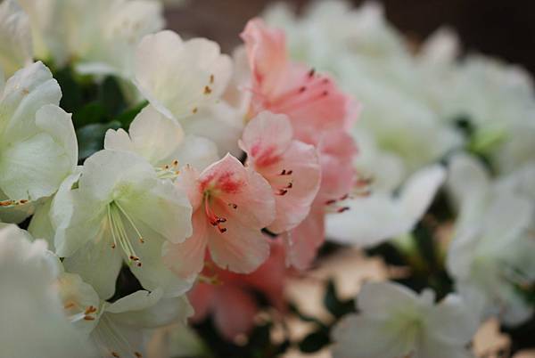 DSC_8511.jpg DSC_8511.jpg