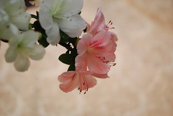 DSC_8512.jpg DSC_8512.jpg