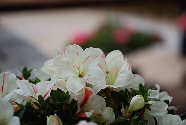 DSC_8514.jpg DSC_8514.jpg