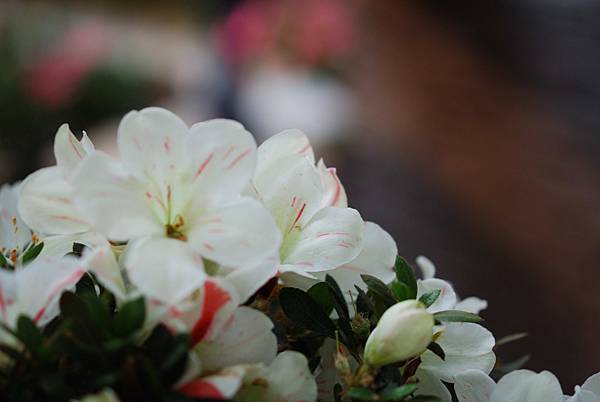 DSC_8515.jpg DSC_8515.jpg