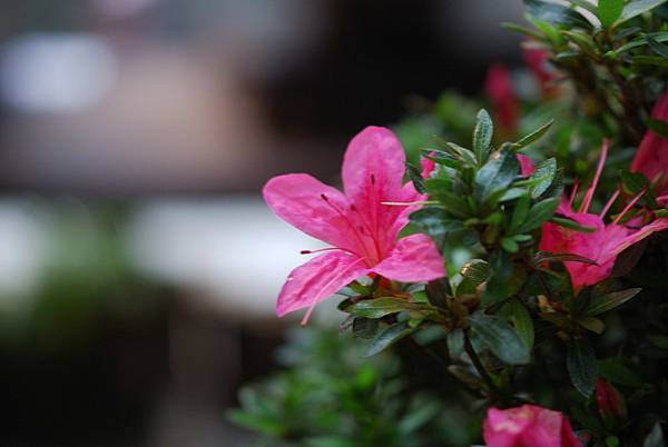 DSC_8516.jpg DSC_8516.jpg