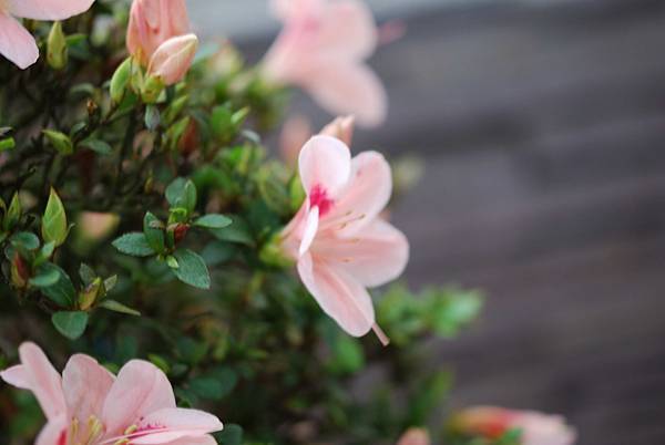 DSC_8519.jpg DSC_8519.jpg