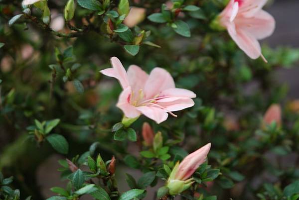 DSC_8520.jpg DSC_8520.jpg