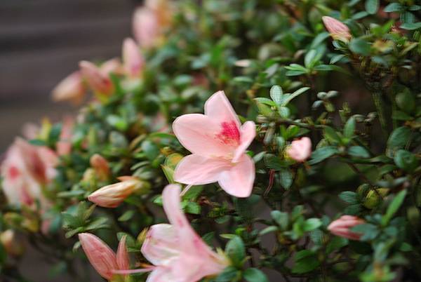 DSC_8517.jpg DSC_8517.jpg