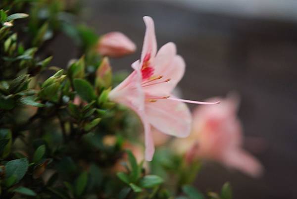 DSC_8523.jpg DSC_8523.jpg