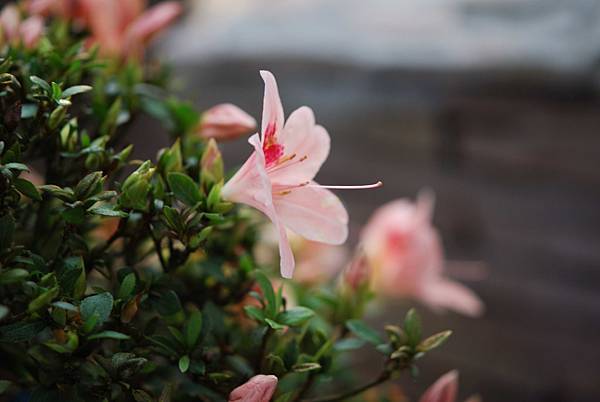 DSC_8522.jpg DSC_8522.jpg