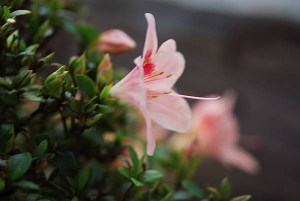 DSC_8524.jpg DSC_8524.jpg