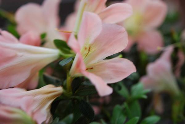 DSC_8525.jpg DSC_8525.jpg