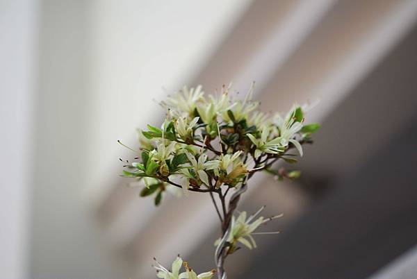 DSC_8527.jpg DSC_8527.jpg