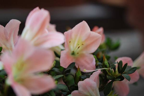 DSC_8526.jpg DSC_8526.jpg