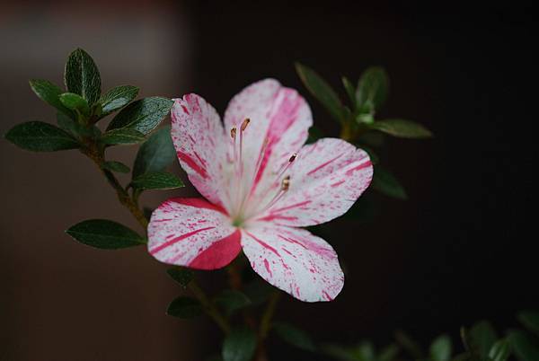 DSC_8530.jpg DSC_8530.jpg