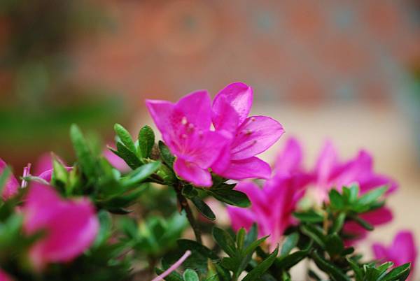 DSC_8528.jpg DSC_8528.jpg