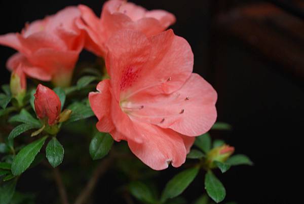 DSC_8531.jpg DSC_8531.jpg