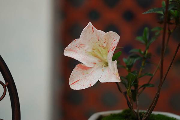 DSC_8537.jpg DSC_8537.jpg