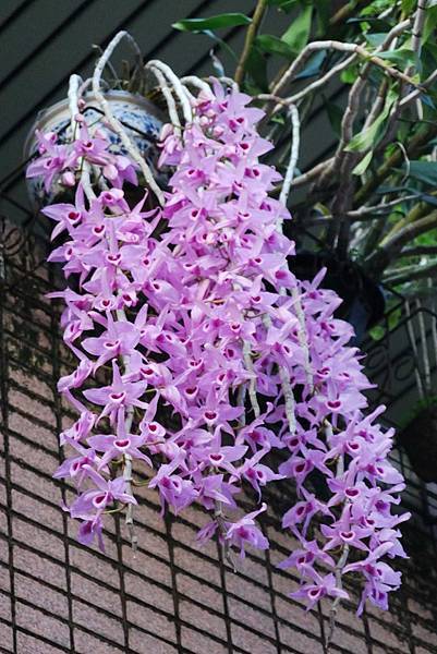 DSC_4556.jpg DSC_4556.jpg