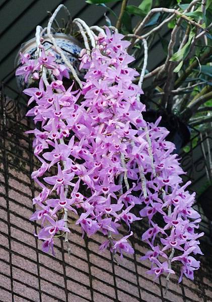 DSC_4557.jpg DSC_4557.jpg