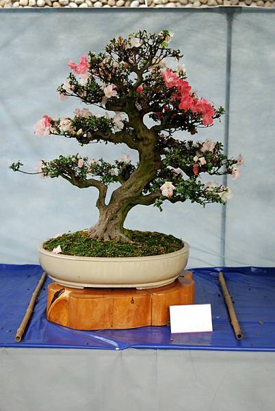 DSC_4560.jpg DSC_4560.jpg