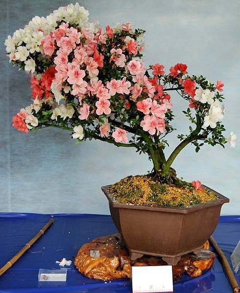 DSC_4563.jpg DSC_4563.jpg